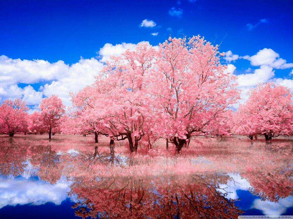 Album Natural Wallpapers Chapter 42 trang 18