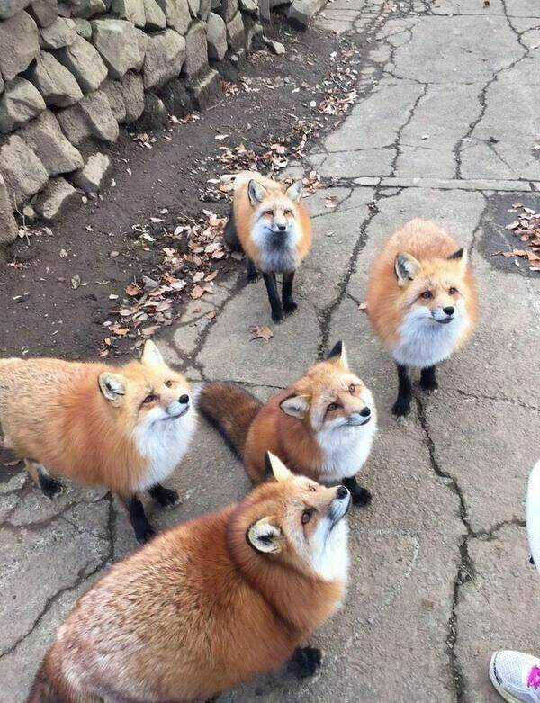 Ask Arhi senpai! Chapter 0 trang 11