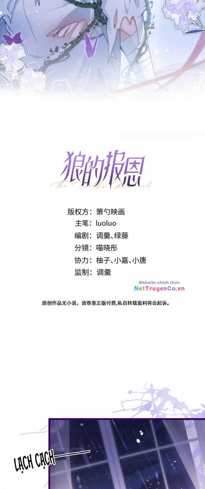 Báo Ân Của Sói Chapter 41 trang 1