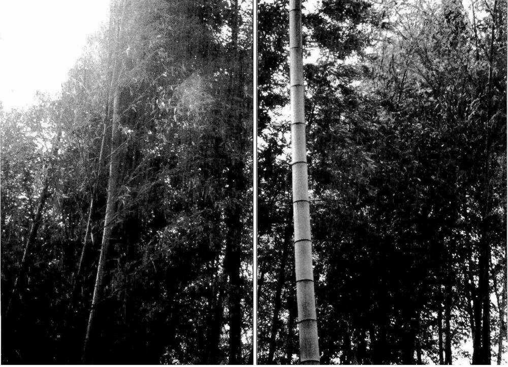 Bestia Chapter 10 trang 2