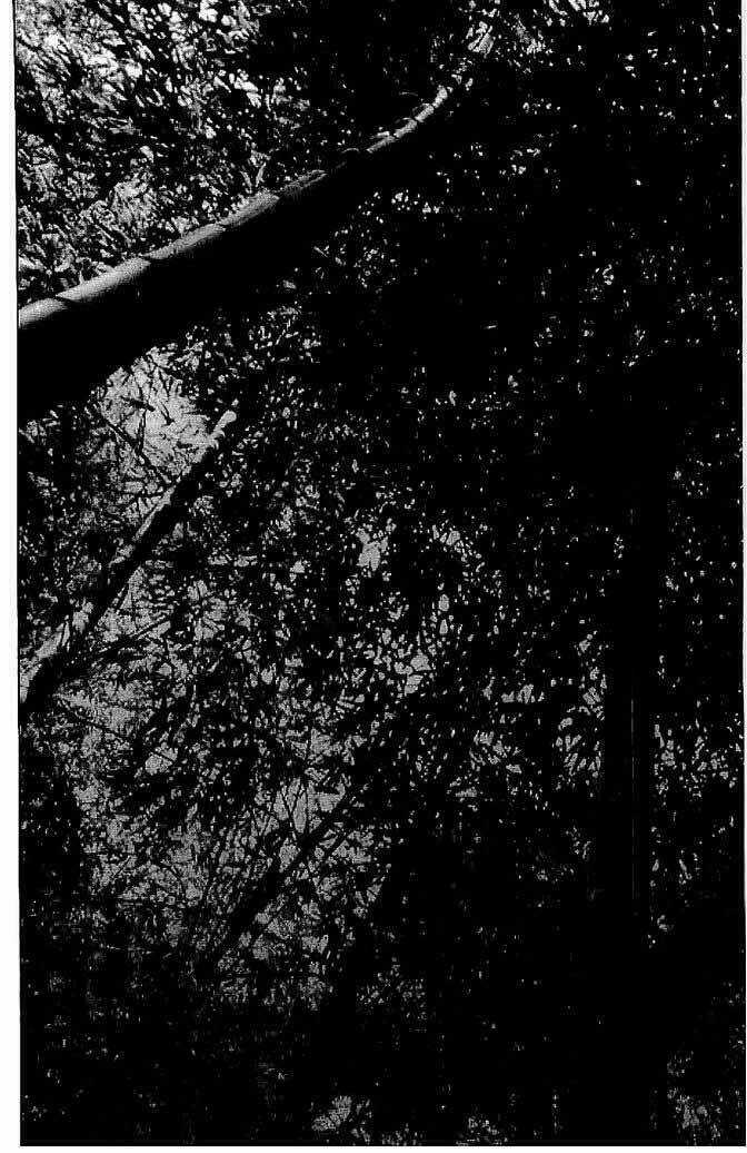 Bestia Chapter 11 trang 22