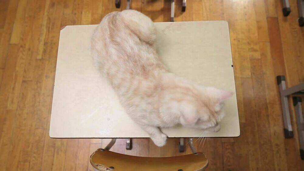 Cậu Bạn Bàn Bên Chapter 42.5 trang 13