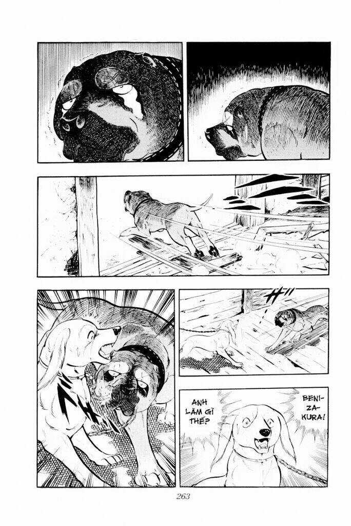 Chú Chó Có Nghĩa - Ginga Nagareboshi Gin Chapter 30.1 trang 20