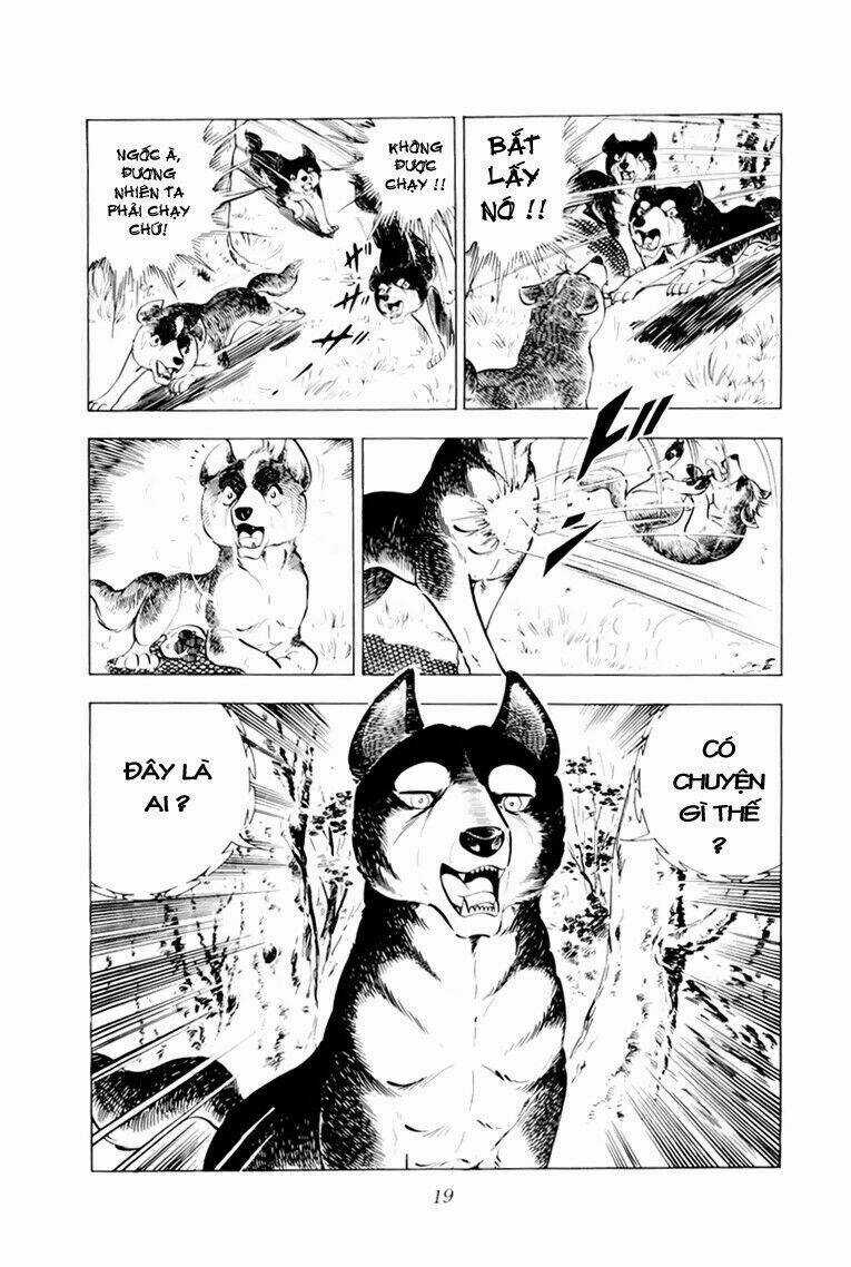 Chú Chó Có Nghĩa - Ginga Nagareboshi Gin Chapter 31 trang 19