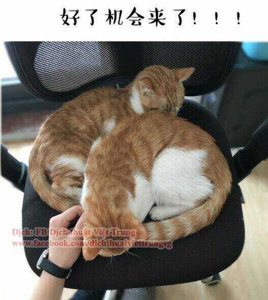 Đại Thánh Và Tiểu Yêu Chapter 30 trang 10