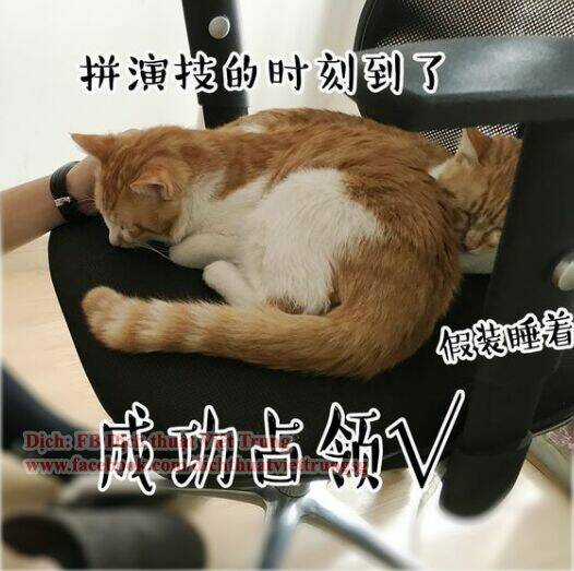 Đại Thánh Và Tiểu Yêu Chapter 30 trang 11