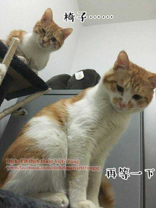 Đại Thánh Và Tiểu Yêu Chapter 30 trang 9