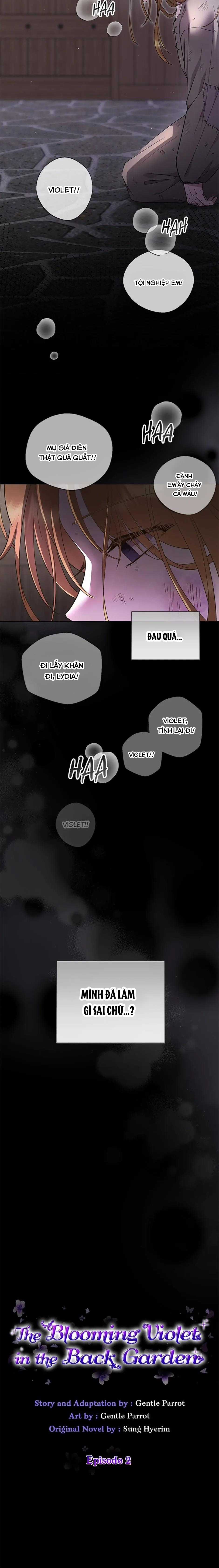 Đoá Violet nở rộ phía sau vườn Chapter 2 trang 4