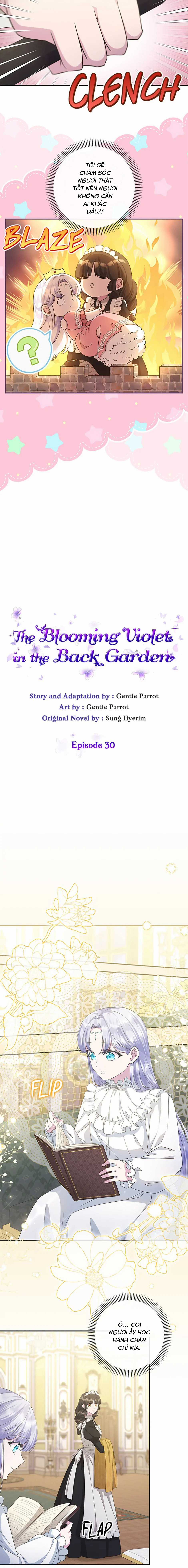 Đoá Violet nở rộ phía sau vườn Chapter 30 trang 3