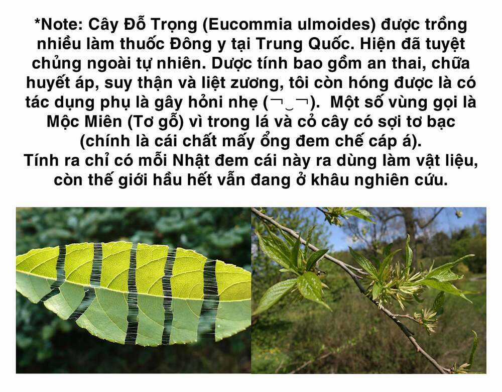 Dr.stone - Hồi Sinh Thế Giới Chapter 218 trang 8