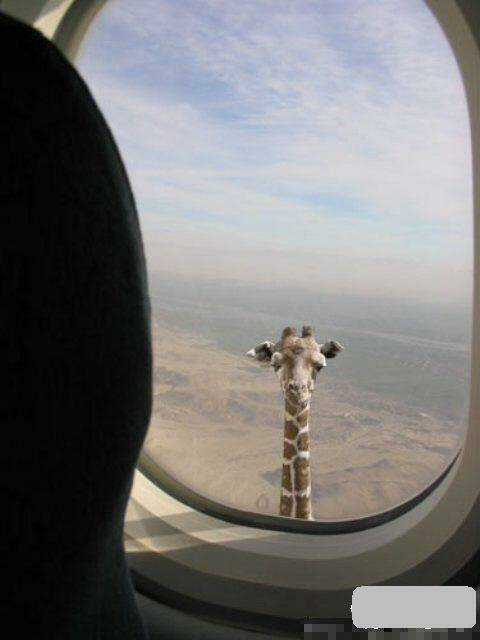 Hình Ảnh Hài Hước New Chapter 12 trang 6