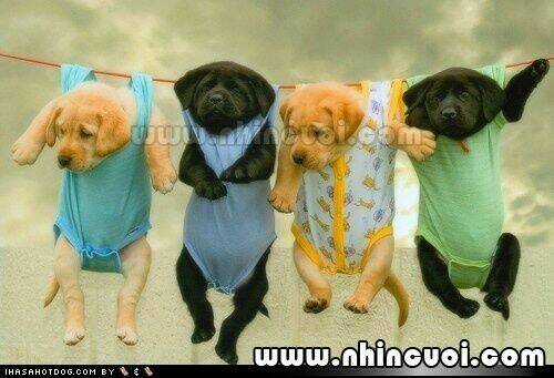 Hình Ảnh Hài Hước New Chapter 14 trang 35