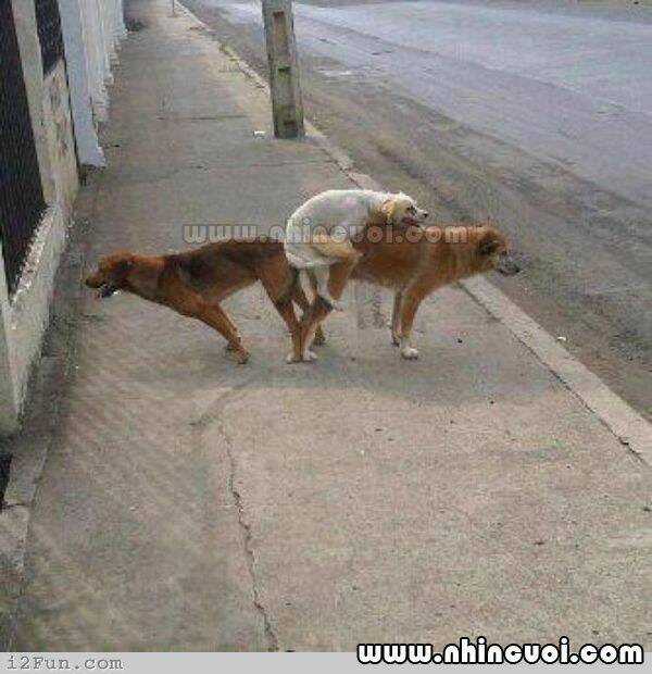 Hình Ảnh Hài Hước New Chapter 15 trang 22