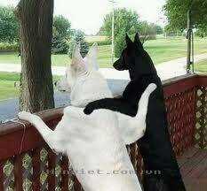 Hình Ảnh Hài Hước New Chapter 2 trang 17