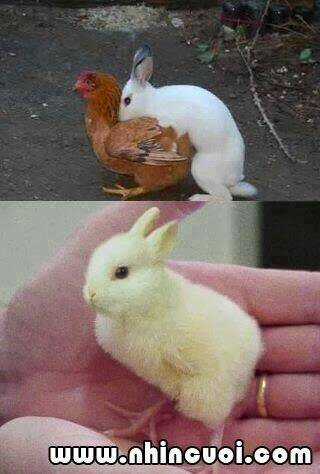 Hình Ảnh Hài Hước New Chapter 26 trang 25