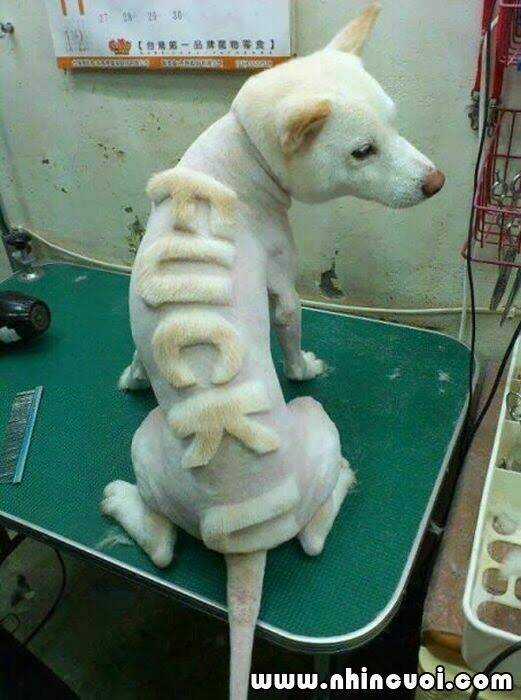 Hình Ảnh Hài Hước New Chapter 28 trang 13