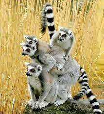 Hình Ảnh Hài Hước New Chapter 3 trang 23