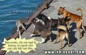 Hình Ảnh Hài Hước New Chapter 4 trang 7