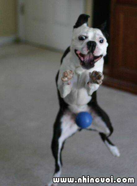 Hình Ảnh Hài Hước New Chapter 5 trang 18