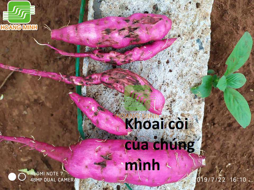 Hổ Đến Chơi Nhà (bản Puchimasu Tự) Chapter 100 trang 75