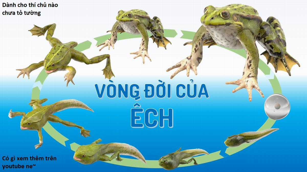 Hổ Đến Chơi Nhà (bản Puchimasu Tự) Chapter 101 trang 95