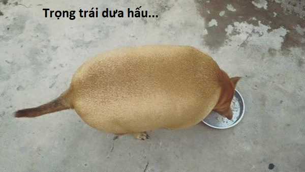 Hổ Đến Chơi Nhà (bản Puchimasu Tự) Chapter 105 trang 102