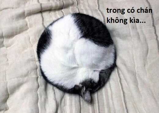 Hổ Đến Chơi Nhà (bản Puchimasu Tự) Chapter 107 trang 84