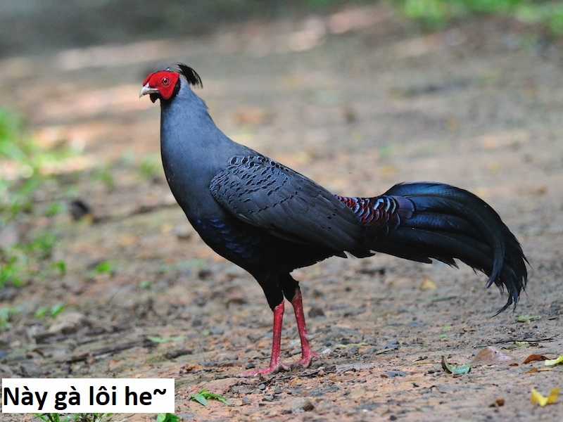 Hổ Đến Chơi Nhà (bản Puchimasu Tự) Chapter 12 trang 9