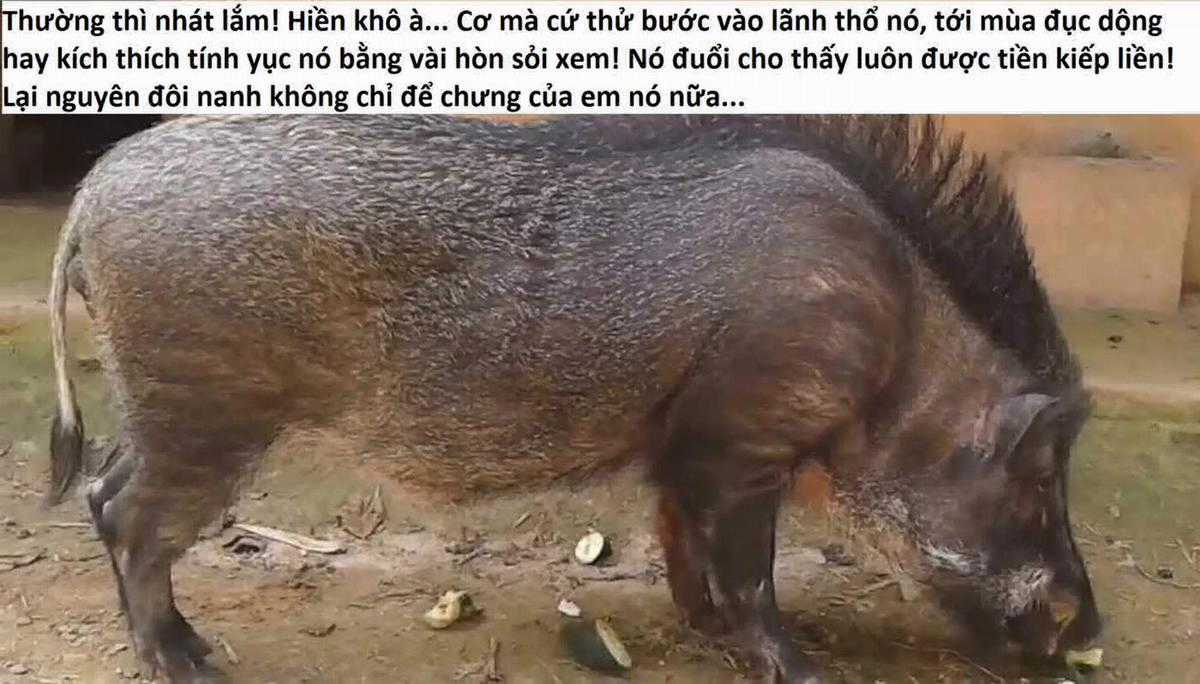 Hổ Đến Chơi Nhà (bản Puchimasu Tự) Chapter 20 trang 10