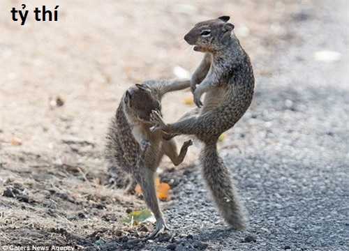 Hổ Đến Chơi Nhà (bản Puchimasu Tự) Chapter 24 trang 9