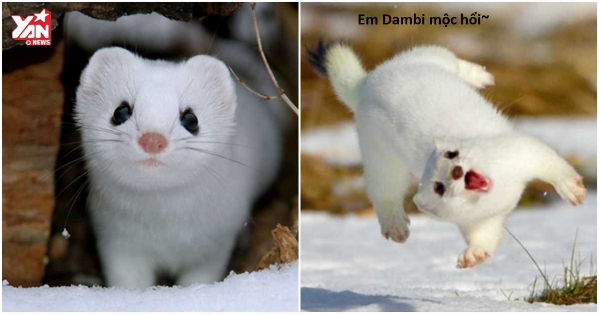 Hổ Đến Chơi Nhà (bản Puchimasu Tự) Chapter 25 trang 11