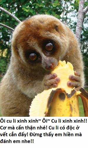 Hổ Đến Chơi Nhà (bản Puchimasu Tự) Chapter 41 trang 14