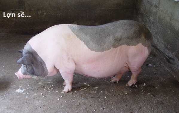 Hổ Đến Chơi Nhà (bản Puchimasu Tự) Chapter 45 trang 19