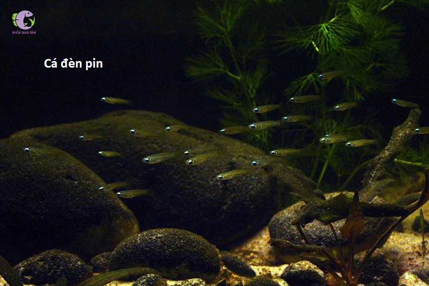 Hổ Đến Chơi Nhà (bản Puchimasu Tự) Chapter 46 trang 17