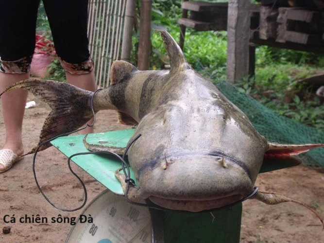 Hổ Đến Chơi Nhà (bản Puchimasu Tự) Chapter 47 trang 17