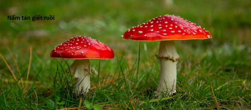 Hổ Đến Chơi Nhà (bản Puchimasu Tự) Chapter 48 trang 20