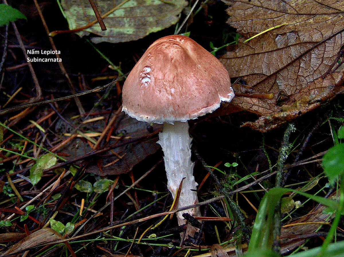 Hổ Đến Chơi Nhà (bản Puchimasu Tự) Chapter 48 trang 21