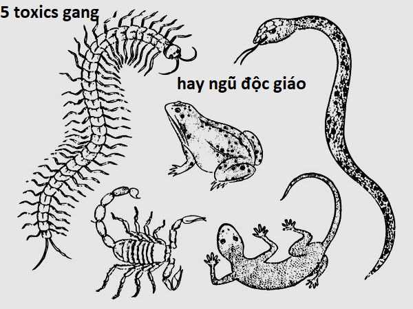 Hổ Đến Chơi Nhà (bản Puchimasu Tự) Chapter 50 trang 13
