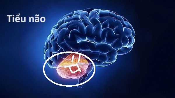 Hổ Đến Chơi Nhà (bản Puchimasu Tự) Chapter 57 trang 15