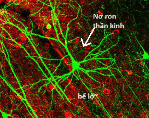 Hổ Đến Chơi Nhà (bản Puchimasu Tự) Chapter 57 trang 16