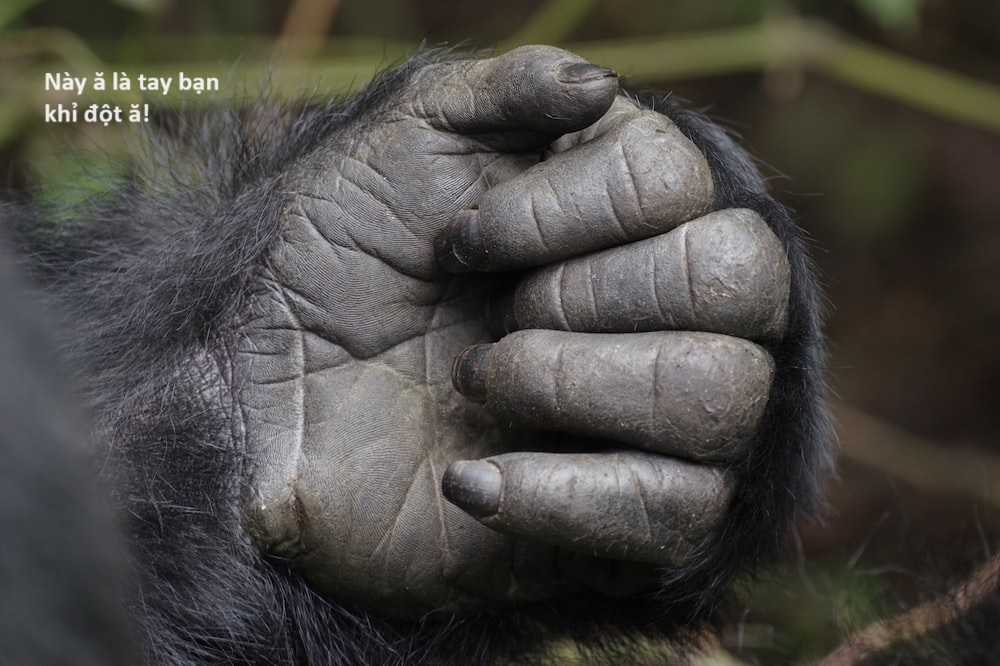 Hổ Đến Chơi Nhà (bản Puchimasu Tự) Chapter 60 trang 21