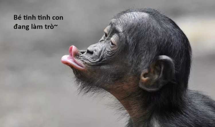 Hổ Đến Chơi Nhà (bản Puchimasu Tự) Chapter 63 trang 75