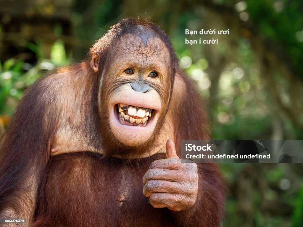 Hổ Đến Chơi Nhà (bản Puchimasu Tự) Chapter 63 trang 76