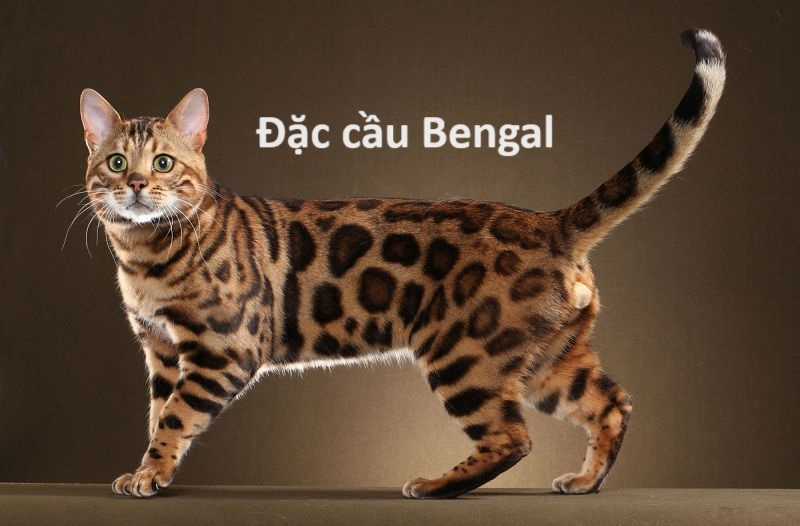 Hổ Đến Chơi Nhà (bản Puchimasu Tự) Chapter 69 trang 68