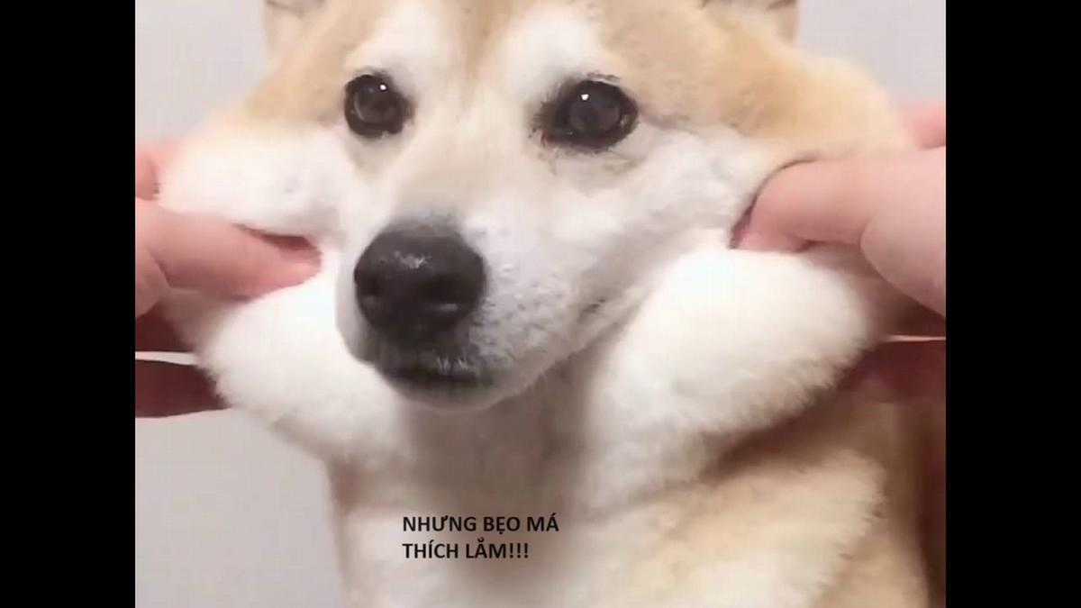 Hổ Đến Chơi Nhà (bản Puchimasu Tự) Chapter 70 trang 68