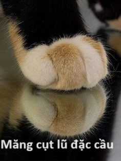 Hổ Đến Chơi Nhà (bản Puchimasu Tự) Chapter 71 trang 58