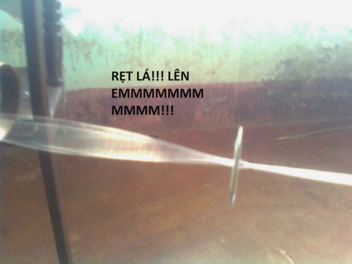 Hổ Đến Chơi Nhà (bản Puchimasu Tự) Chapter 71 trang 60