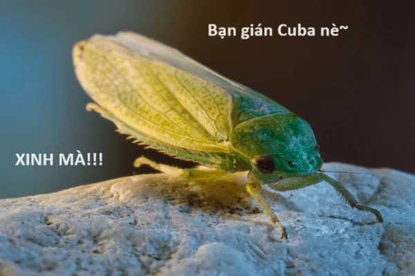 Hổ Đến Chơi Nhà (bản Puchimasu Tự) Chapter 72 trang 66