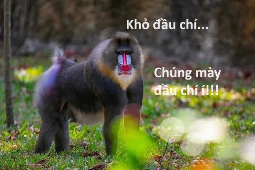 Hổ Đến Chơi Nhà (bản Puchimasu Tự) Chapter 72 trang 70