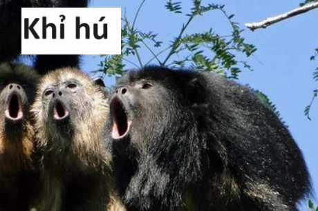 Hổ Đến Chơi Nhà (bản Puchimasu Tự) Chapter 72 trang 71